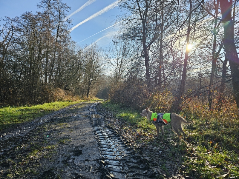 Ekeren Oude Landen natuurgebied rode wandelroute met hond