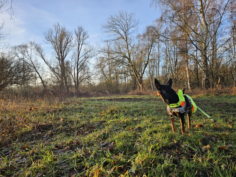 Ekeren wandelen met hond in de Bospolder en de Ekerse Putten