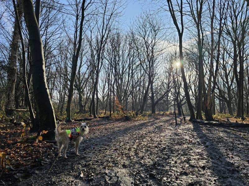 Ekeren wandelen met hond Veltwijckpark in de Oude Landen