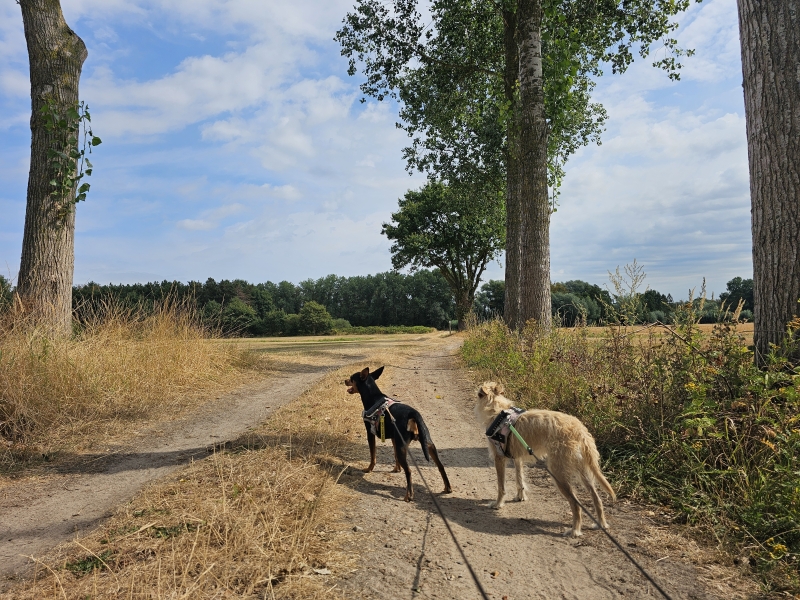 Eksaarde Kruiskapel wandelroute langs de Linie en de Moervaart met hond 11 km