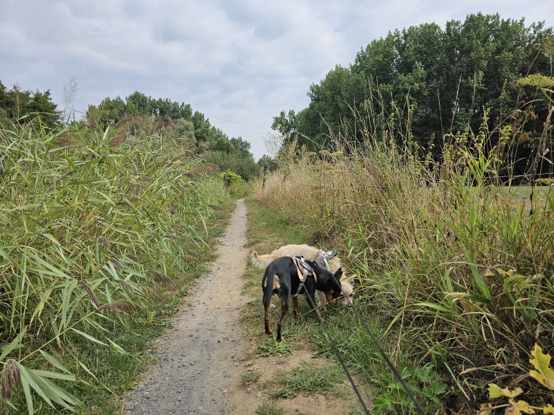 Eksaarde natuurgebied De Linie wandeling met hond