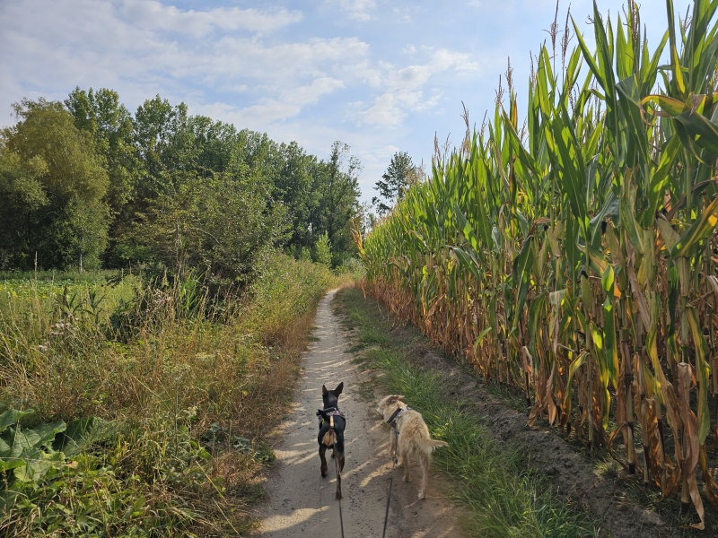 Eksaarde wandelen met hond door de natuur, trage wegen, de Linie, de moervaart en de kruiskapel