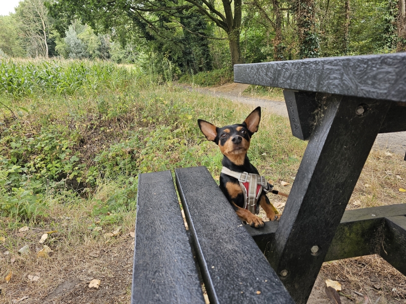 Eksaarde wandelen met hond langs de Linie, de Moervaart en de Kruiskapel