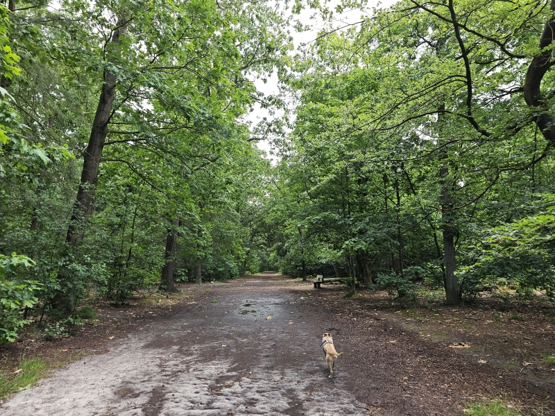 Emmen loslopen hond Noordbargerbos