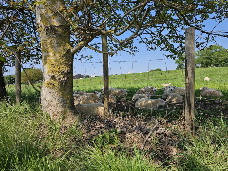 Enkele schapen langs de wandelroute in Bertem Vlaams-Brabant