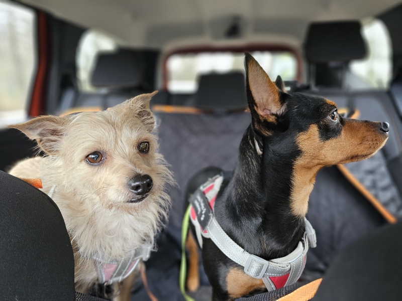 Epilepsie bij honden Epilepsie bij honden