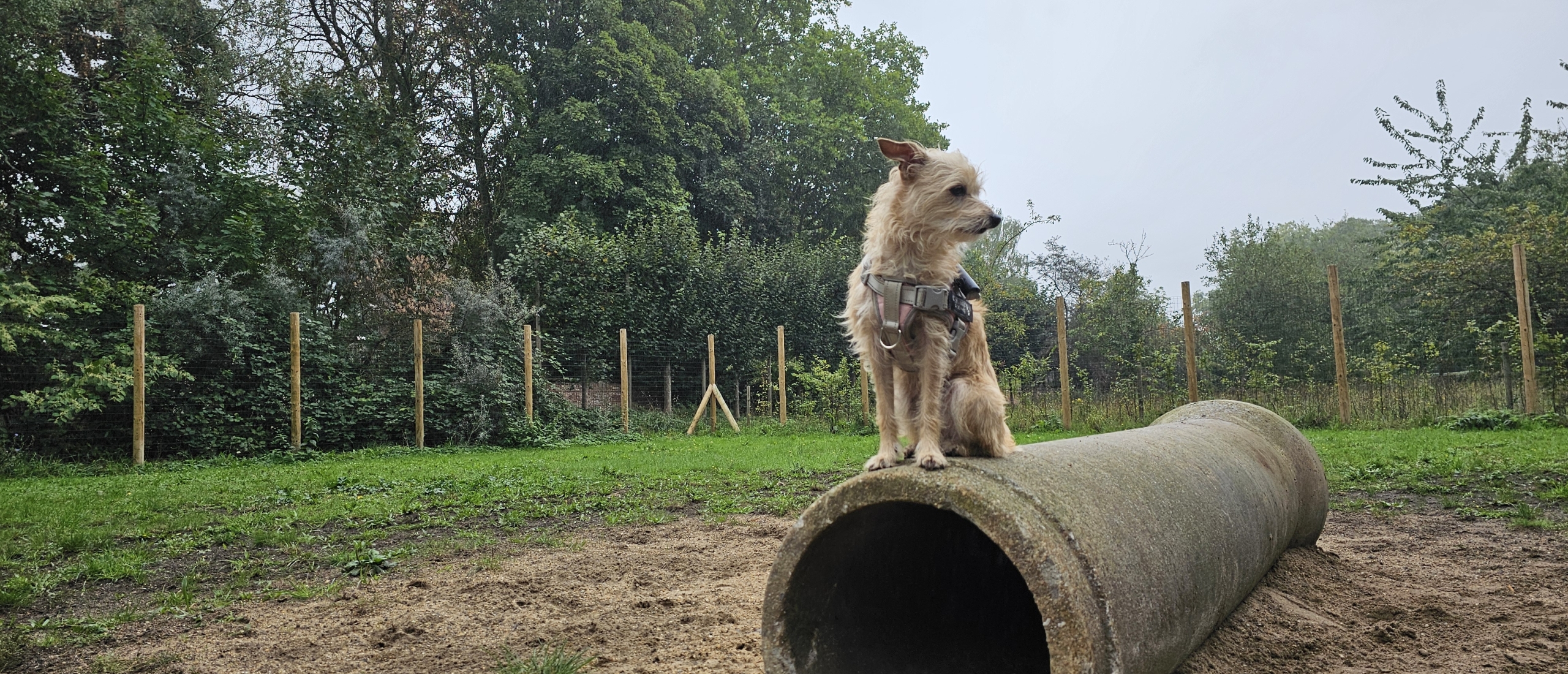 Epilepsie en Paroxysmale dyskinesie door een gluten intolerantie bij honden wat is het verschil en hoe herken je het: ons verhaal