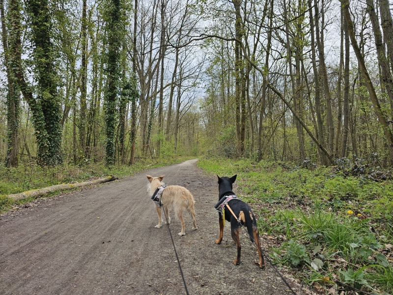 Floordambos wandelroute in Melsbroek