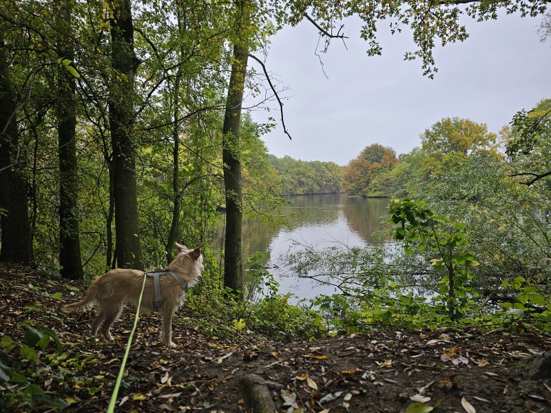 Fort 3 in Borsbeek wandeling met honden Fort 3 in Borsbeek wandeling met honden