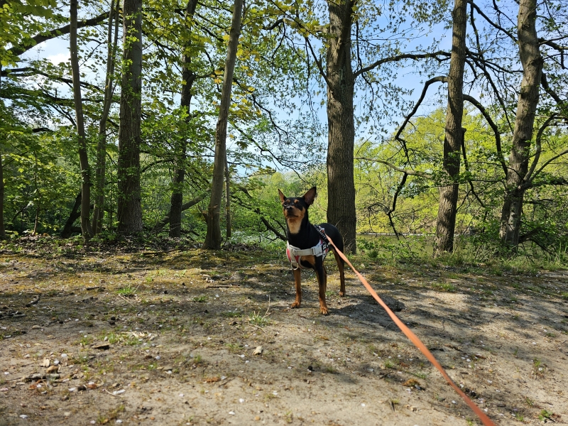 Fort 6 in Wilrijk wandelen met hond