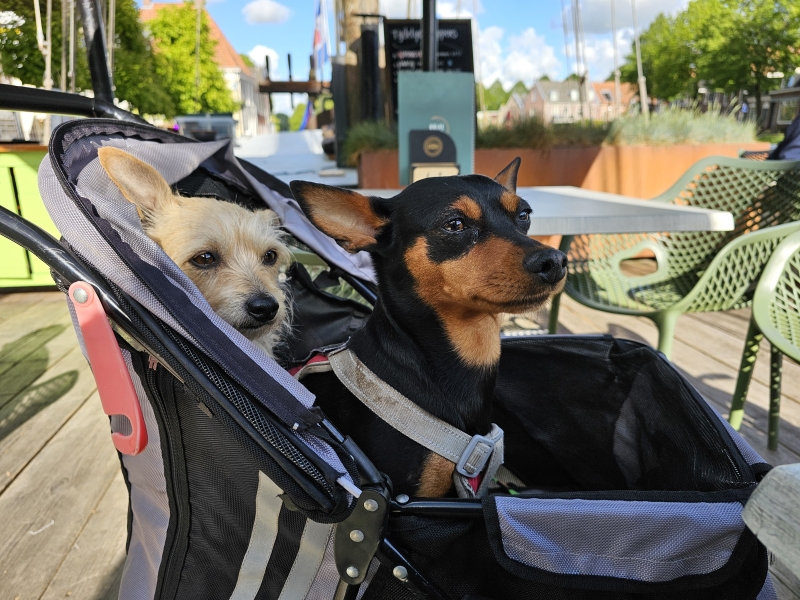 Friesland met rolstoel, buggy en hond