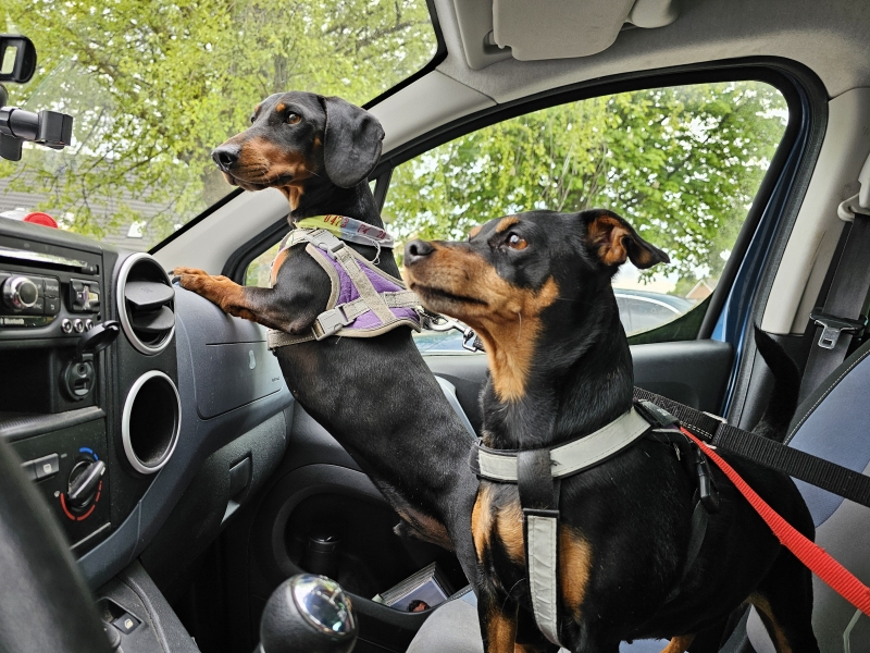 Friesland met rolstoel en hond