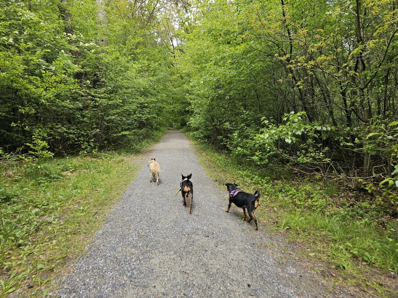 Friesland rolstoelvriendelijk losloopgebied de Bakkeveense Duinen blauwe wandelroute met honden los