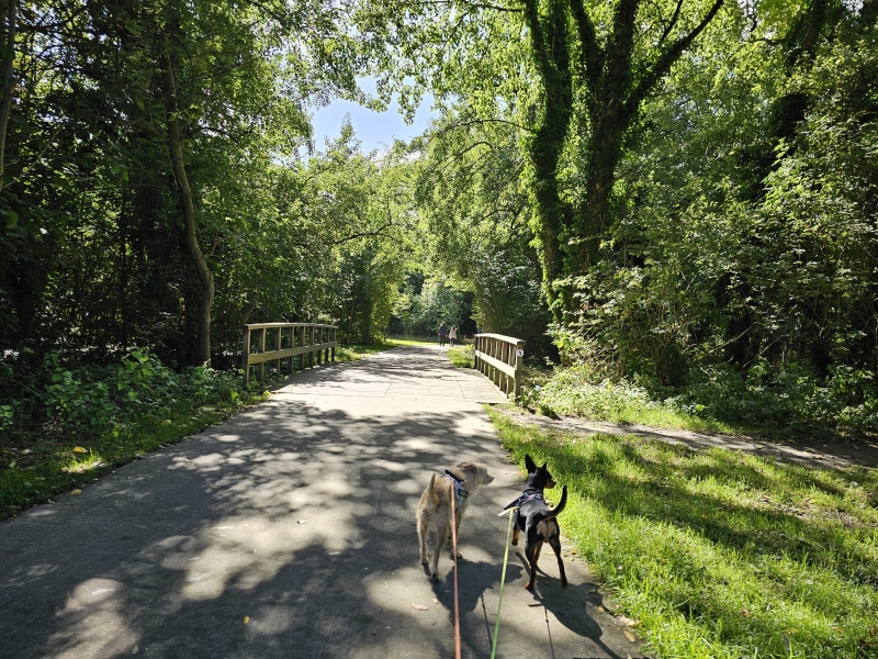 Frijthout wandelen met hond Boechout