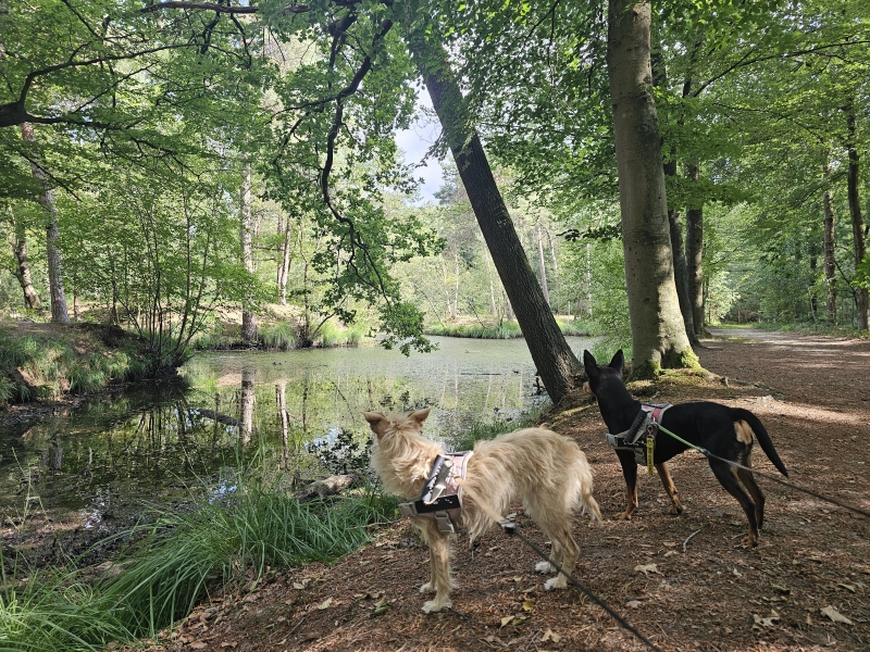Galatosbossen en vorte bossen wandeling ruiselede wingene