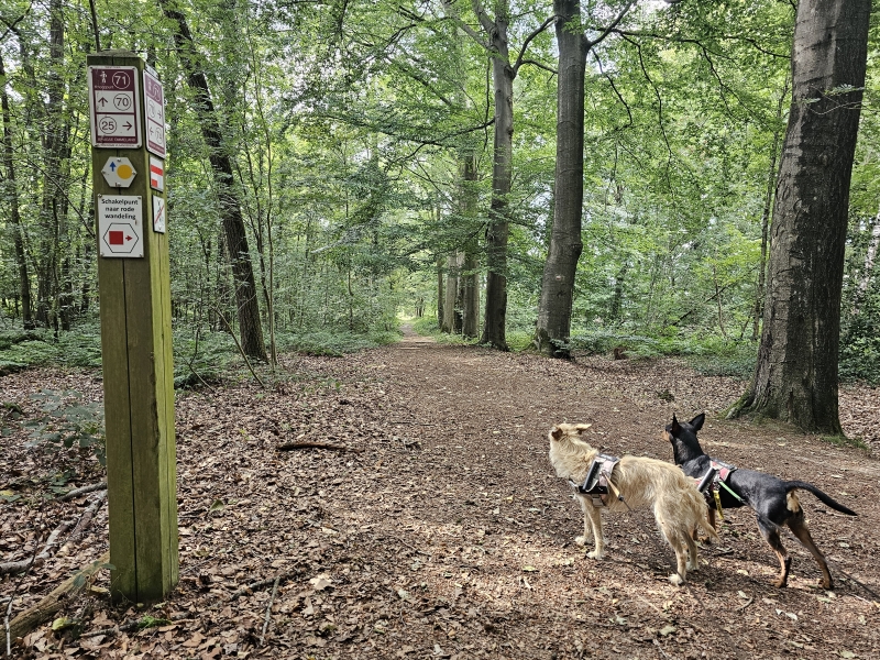 Gallatasbossen en vorte bossen in Ruiselede gele en rode wandelroute