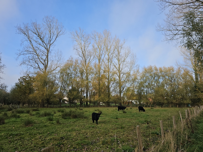 Galloway runderen in de Wolvertemse Beemden