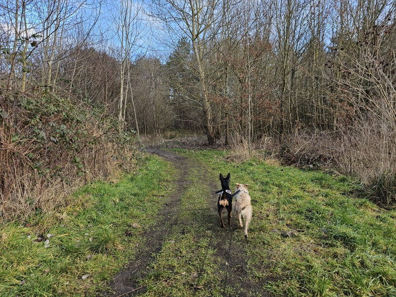 Gasthuisbossen Sint-Katelijne-Waver