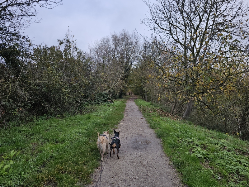Geboortebos Temse wandeling met hond