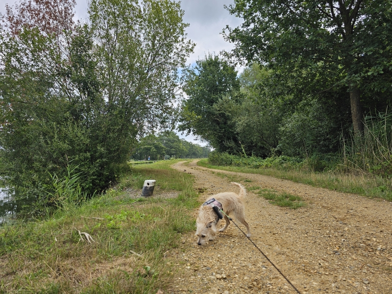 Geel wandelen met hond Geel wandelen met hond