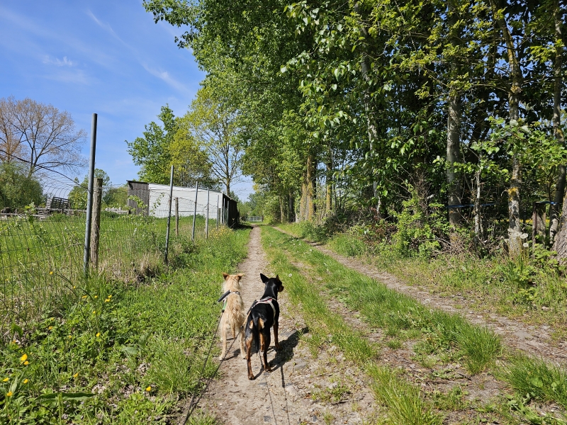 Geelstervallei in Lede wandelen met hond