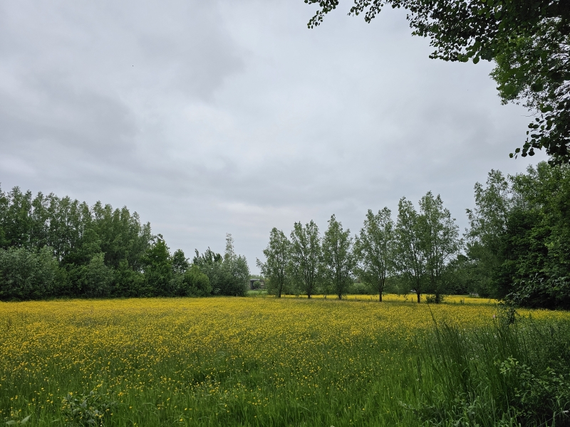 Gele bloemetjes in Ename in de Vlaamse Ardennen