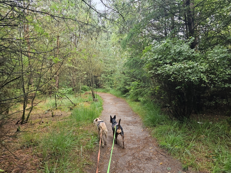 Gevarieerde wandeling met honden Plankenpad Spier dwingelderveld Drenthe