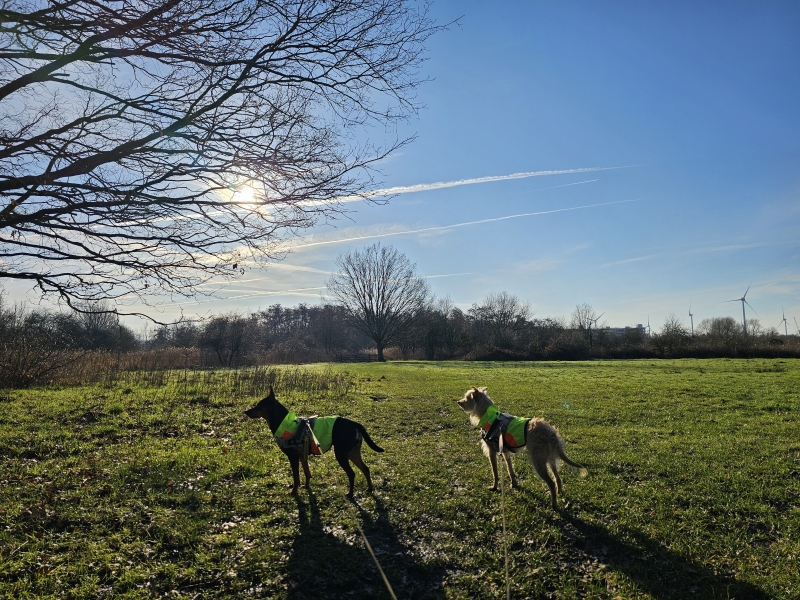 Gevarieerde wandleing door de Oude Landen in Antwerpen, Ekeren met honden