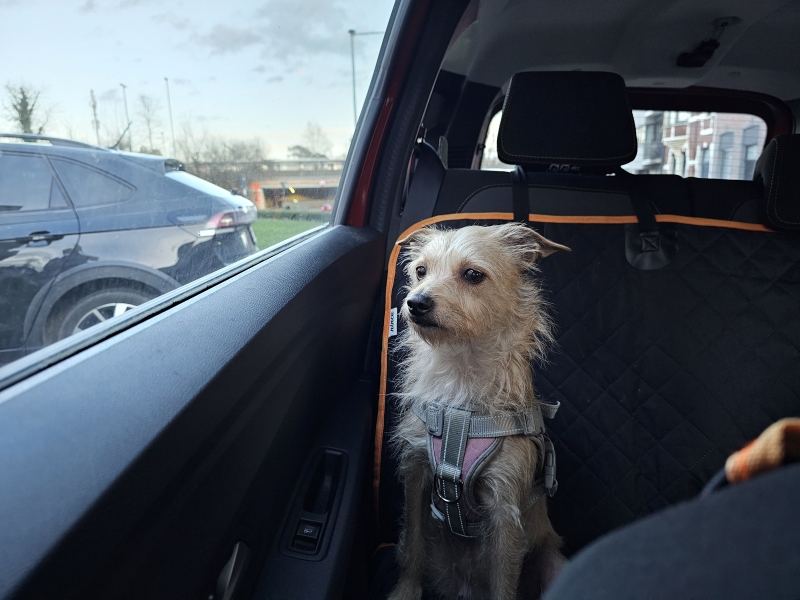 Glutenallergie bij honden Glutenallergie bij honden