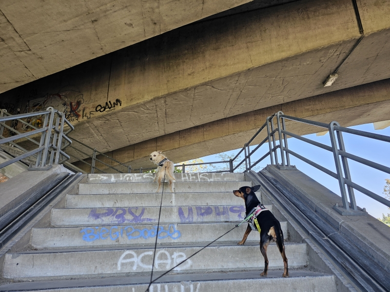 Goedingebrug in Afsnee wandelen met hond Goedingebrug in Afsnee wandelen met hond