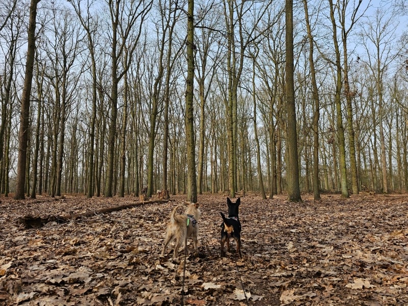 Goorbosbeekvallei wandelroute met hond