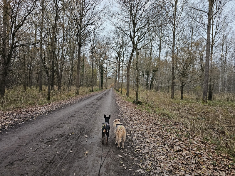 Graafschap en Nonnenbos in Bornem