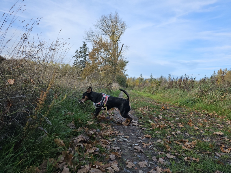 Grimbergen Vlaams-Brabant wandelen met hond in het Gravenbos in Humbeek