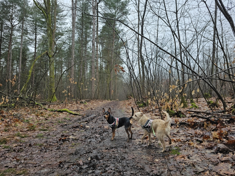 Grobbendonk boswandeling met hond door het Molenbos