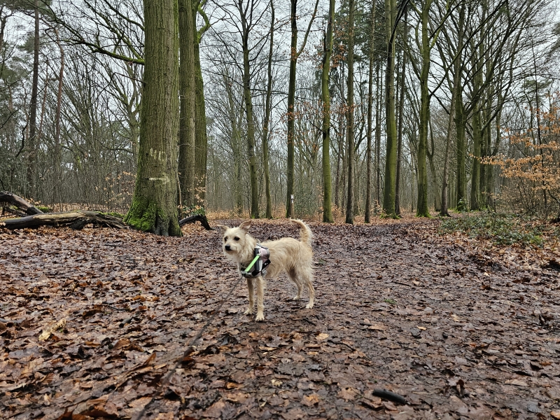 Grobbendonk wandelroute Molenbos - Molenheide