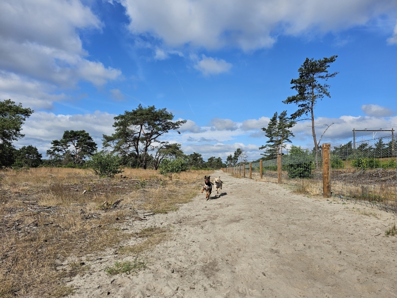 Groot omheind losloopgebied in Kootwijk, Barneveld Kootwijkerduin