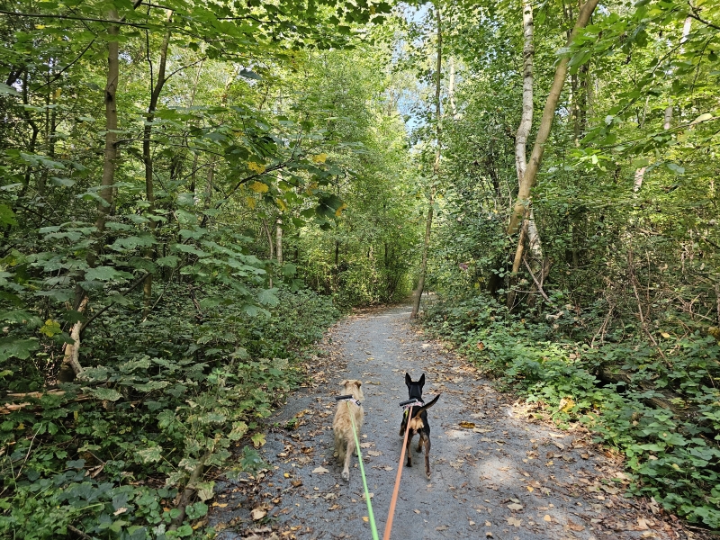 Hemiksem wandeling met hond in park Callebeek-Terlocht en park Den Akker Hemiksem wandeling met hond in park Callebeek-Terlocht en park Den Akker