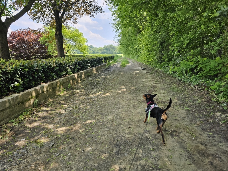 Herent, Winksele wandelen met hond Herent, Winksele wandelen met hond