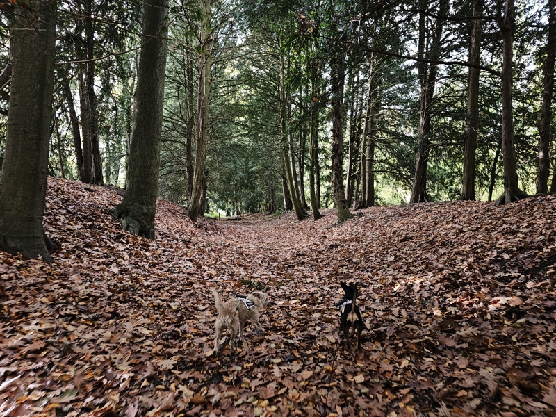 Herstwandeling door het bos met hond Herstwandeling door het bos met hond