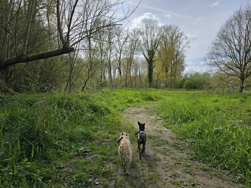 Het Aelmoeseneiebos (of Aalmoezenijebos) in de Gondebeekvallei in Merelbeke