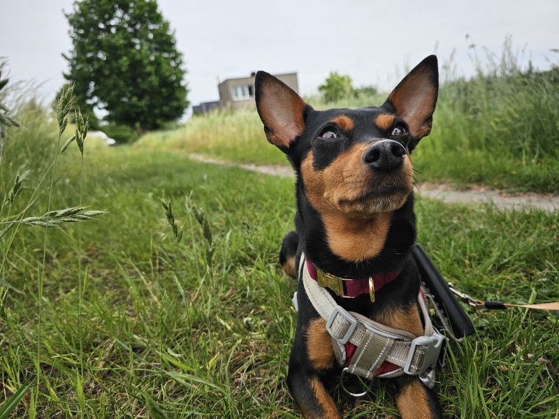 Het Berghoekpad in Pittem wandelen met hond