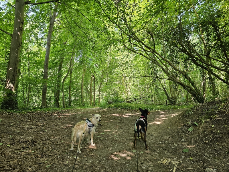 Het Bertembos in Bertem wandeling met hond