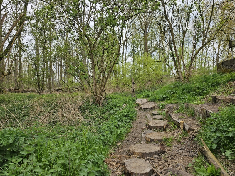 Het boomstammenpad op de wandelroute door den Battelaer
