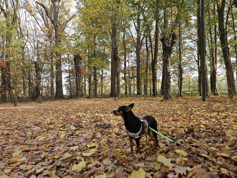 Het bos van de Boskapel in Imde, bij Wolvertem, Meise
