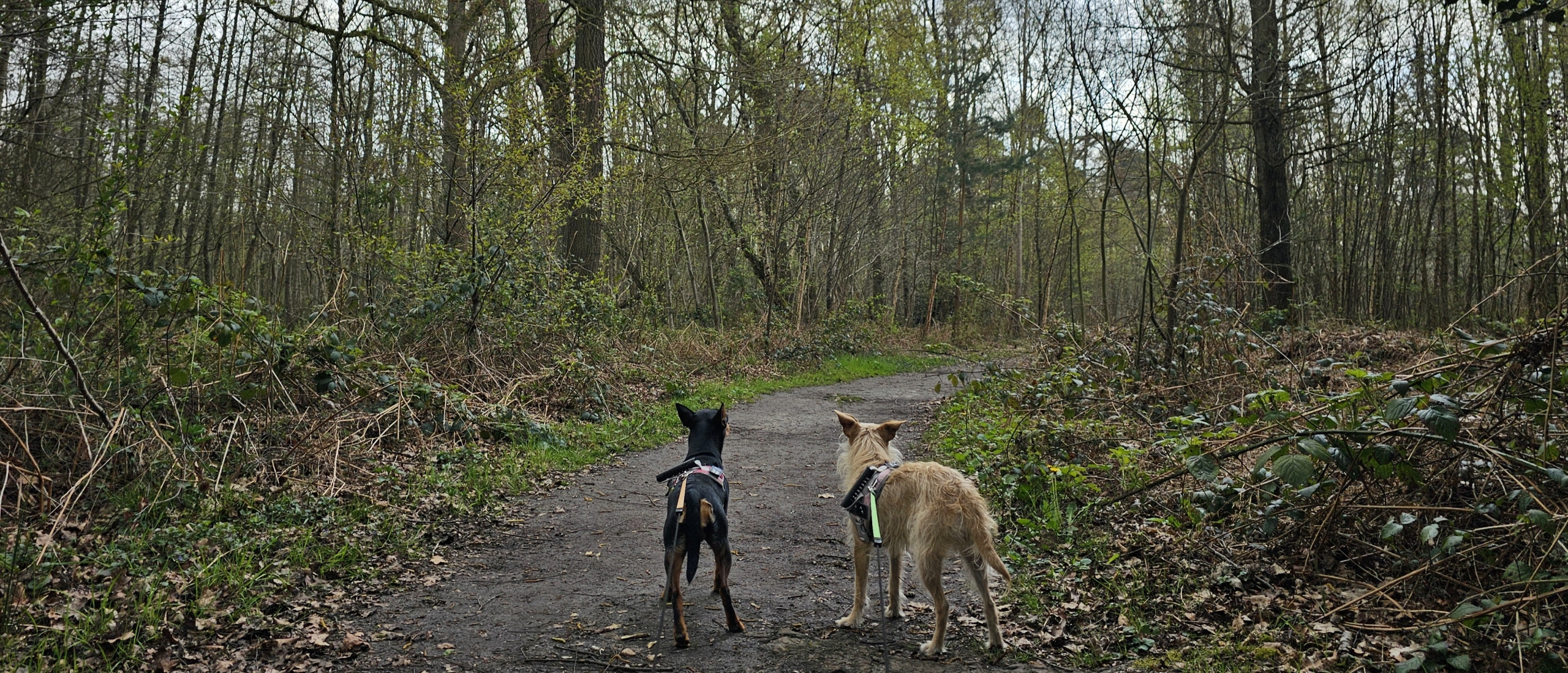 Het boshuispad door het Zoerselbos in Zoersel wandelen met hond