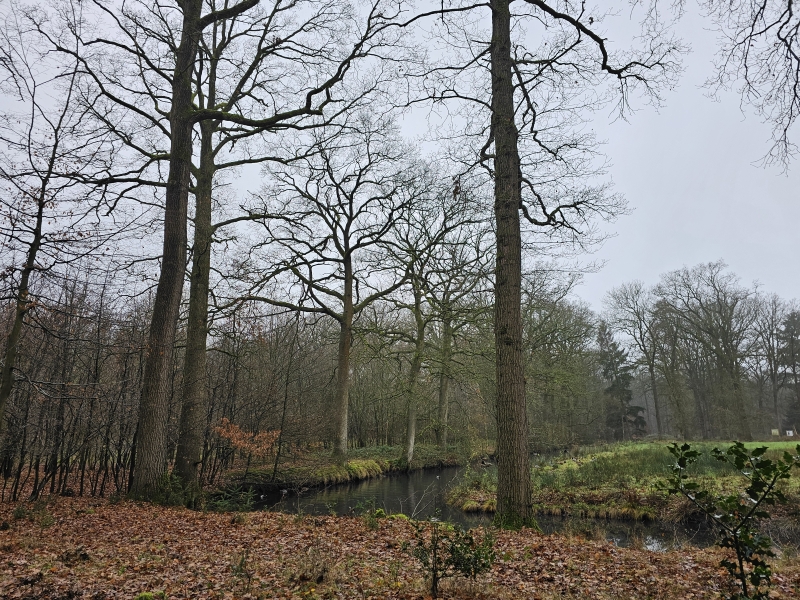 Het Drongengoedbos in Aalter