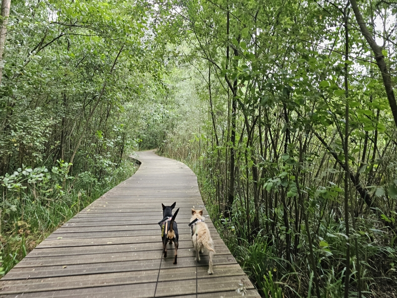 Het educatief wilgenarboretum en de wachtbekkens langs de Vondelbeek