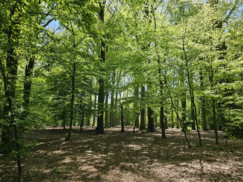 Het Ertbruggebos in Deurne en Wijnegem in Antwerpen