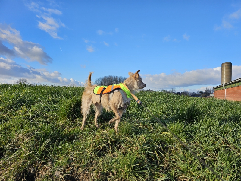 Het Ettingebos in Oosterzele wandeling met hond