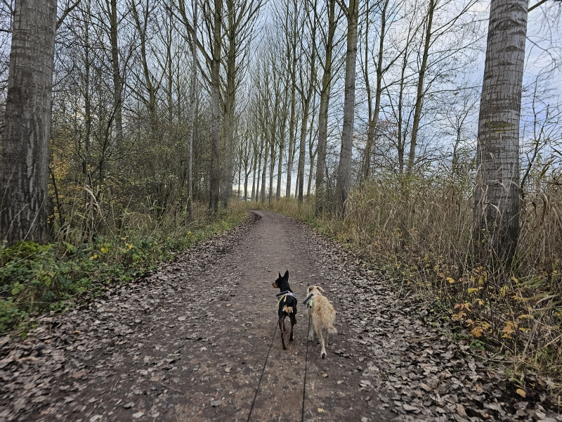 Het Graafschap van het Kasteel van Bornem